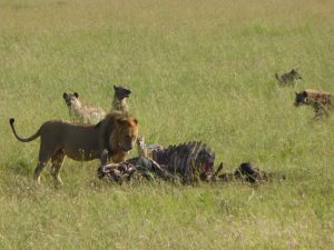 Serengeti Safari Lion Buffalo Feast - Day 2