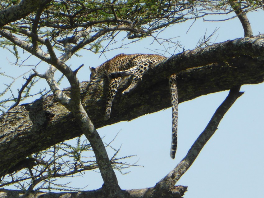 Leopard having an afternoon tree nap. 