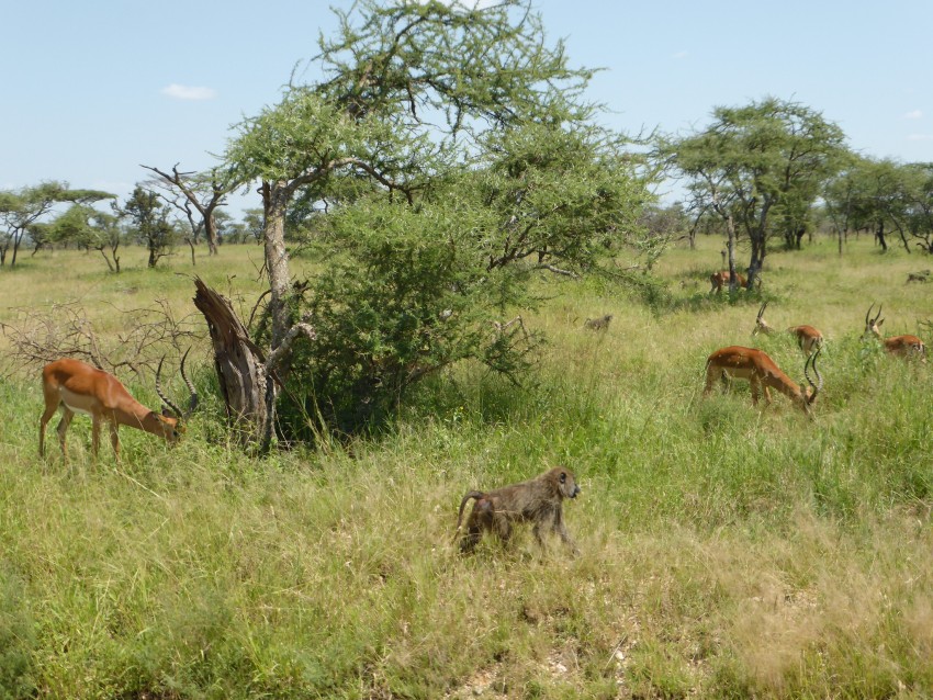 Impala and baboon pals. 