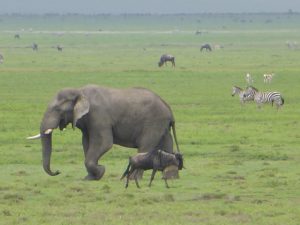 Ngorongoro Crater - Safari in Africa Day 3