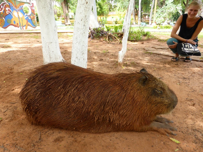 Irmante and the Capybara