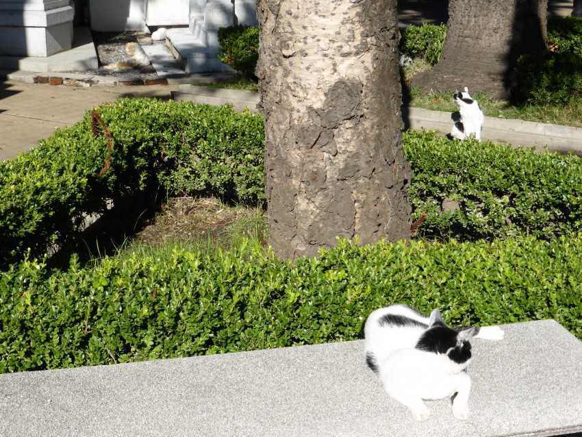 Recolete Cemetery.  Buenos Aires, Argentina.