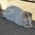 Buenos Aires La Recoleta Cemetery