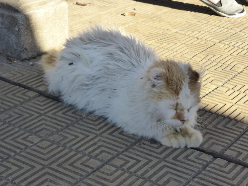 Recolete Cemetery.  Buenos Aires, Argentina.