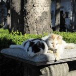 Buenos Aires La Recoleta Cemetery