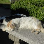 Buenos Aires La Recoleta Cemetery