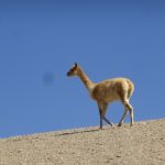 Salar de Uyuni Atacama Desert: Day 2