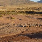 Tinku Festival in Macha, Bolivia