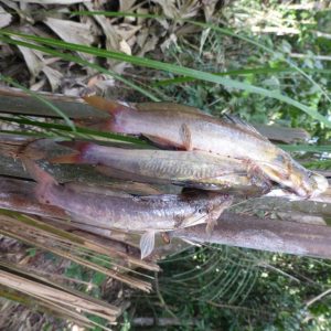 Rurrenabaque: Termites Taste Like Mint – Surviving the Amazon