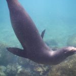 Isla San Cristóbal, Galapagos – Swimming with Sharks