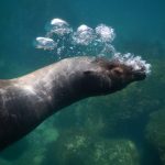 Isla San Cristóbal, Galapagos – Swimming with Sharks