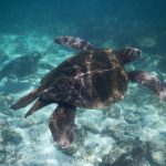 Isla San Cristóbal, Galapagos – Swimming with Sharks