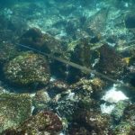 Isla San Cristóbal, Galapagos – Swimming with Sharks