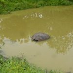Puerto Ayora, Galapagos: The Lion Thief