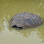 Puerto Ayora, Galapagos: The Lion Thief
