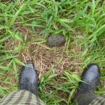 Puerto Ayora, Galapagos: The Lion Thief