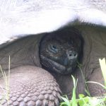 Puerto Ayora, Galapagos: The Lion Thief