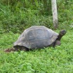 Puerto Ayora, Galapagos: The Lion Thief