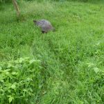 Puerto Ayora, Galapagos: The Lion Thief
