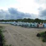 Isla Isabella, Galapagos: Snorkelling, Boobies, Crabs, Penguins and Iguanas