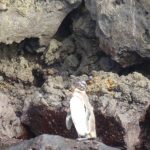 Isla Floreana to Isla Santa Cruz: The Vomiting