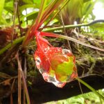 San Cipraino to Bogota: Jungle Waterfalls and the Appalling French