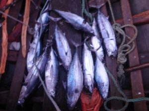 Zanzibar, Tanzania, net fishing
