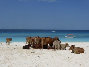 Nungwi to Kedwa Zanzibar: Long Walks on the Beach