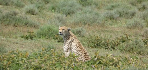 Ngorongoro Conservation Area and Serengeti National Park - Safari in Africa Day 1
