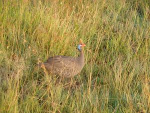 Serengeti Safari Lion Buffalo Feast - Day 2