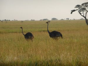 Serengeti Safari Lion Buffalo Feast - Day 2