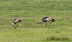 Ngorongoro Crater - Safari in Africa Day 3