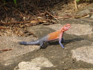 Mwanza Hooker Fight Lullabies