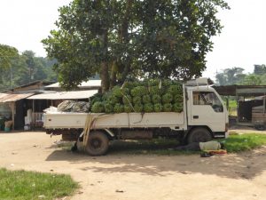Kalangala, Ssese Islands to Masaka: The Perks and Disadvantages of Caucasian-ing