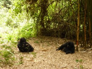 Meeting a wild silverback gorilla family