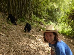 Meeting a wild silverback gorilla family