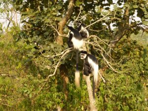 Fort Portal: Death Threats and Crater Lakes