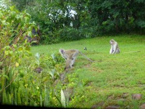 Livingstone: Sweet Beautiful