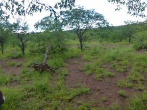 Victoria Falls: Zambezi Horse Trails