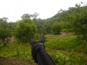 Victoria Falls: Zambezi Horse Trails