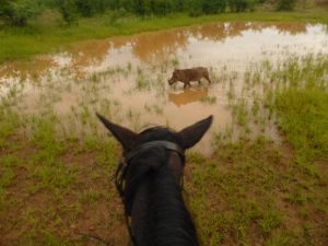 Victoria Falls: Zambezi Horse Trails