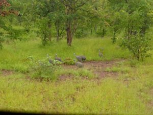 Victoria Falls: Zambezi Horse Trails