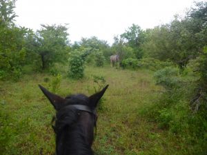 Victoria Falls: Zambezi Horse Trails