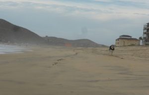 Dogs Partying on the Beach in Todos Santos