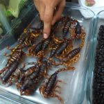 Scorpion Eating in Mexico City