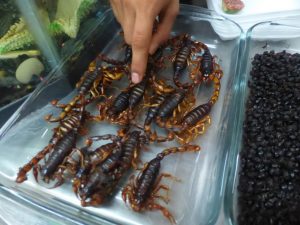 Scorpion Eating in Mexico City