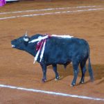 Mexican Bullfight in Mexico City