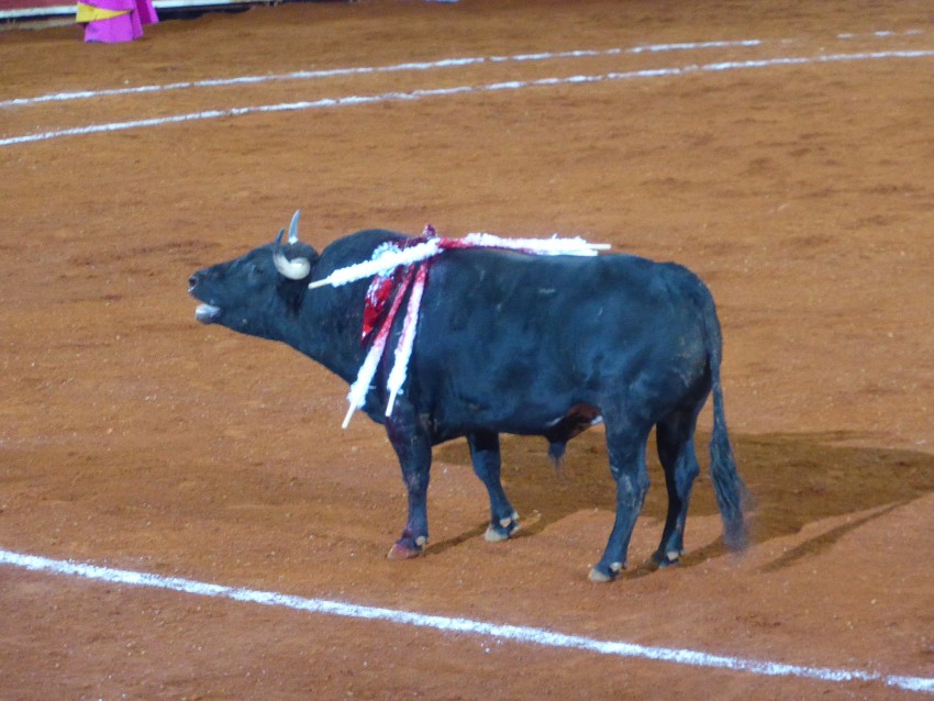 Mexican Bullfight in Mexico City