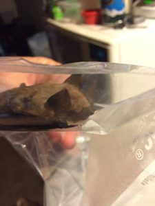 Cute and Angry Rabies Bat Bite