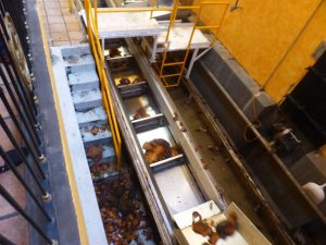 Tequila Distillery Tour in Tequila, Mexico